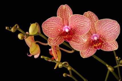 A thousand and one orchids, the exhibit at the Jardin des Plantes